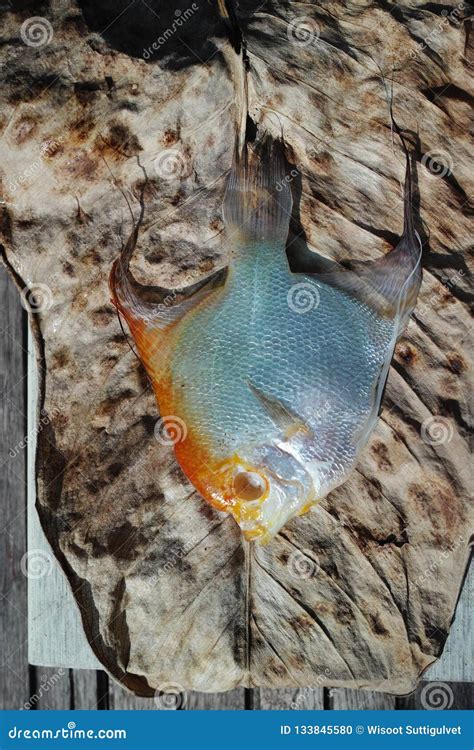 Dead Koi Fish Diseases Infected Stock Photo Image Of Background