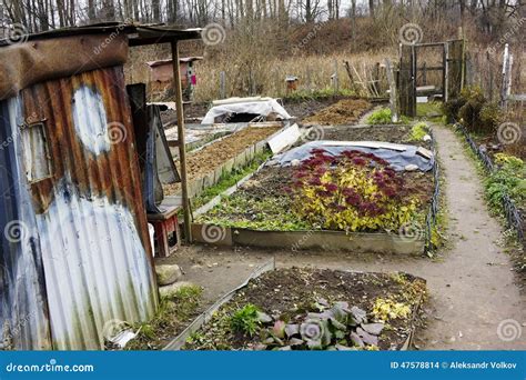 Kitchen Garden Of The European Poor Person Stock Photo Image Of