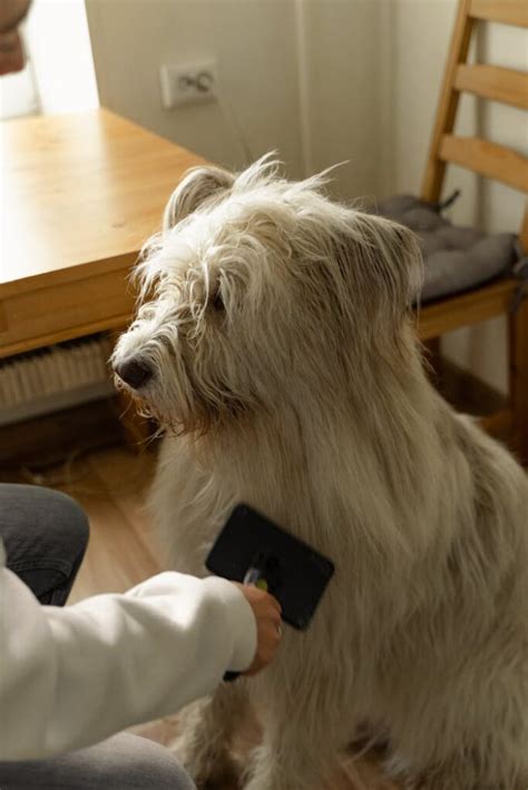 Todos Los Consejos De Estilismo Canino Para Cuidar A Tu Perro