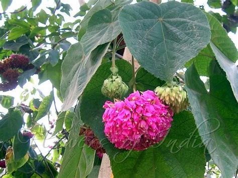 Dombeya Wallichii Pink Ball Dombeya Tropical Garden Plants Flowers