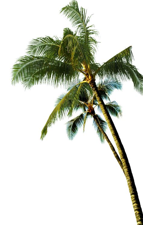 Palms Tree Hd Transparent Palm Tree Png Tree Png Beach Tree Png Hot