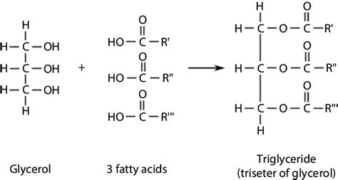 Structure Of Fatty Acid And Glycerol