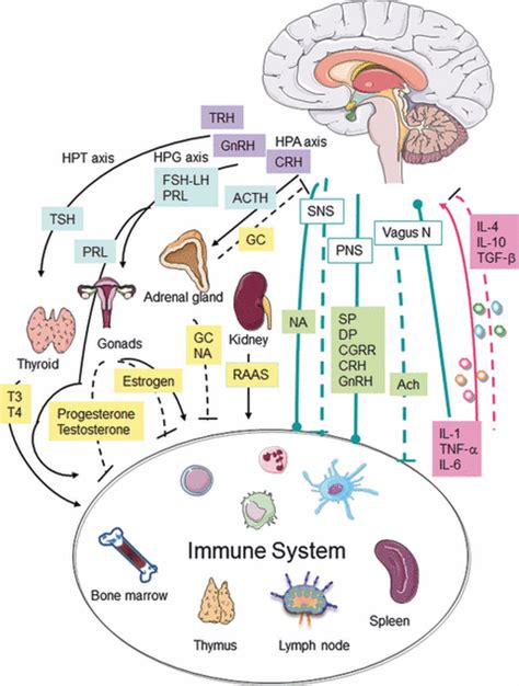 Mind Over Cytokines Crosstalk And Regulation Between The