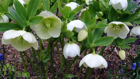 Морозник гибридный Уайт Леди Helleborus Hybridus White Lady