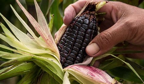 Purple Corn Zea Mays Inkanat