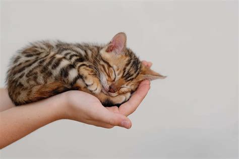 Bengal Kittens: Pictures, Adoption Tips, and More! - A-Z Animals