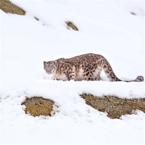 Snow Leopards of Ladakh ⋆ Greaves India