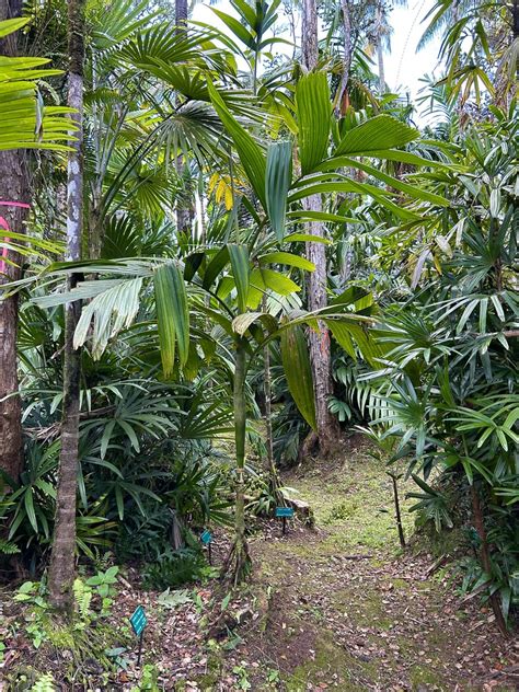 Areca Guppyana Leilani Estates Hawaii Amazing Palm Gard Kyle