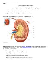 Bio 110 Online Anatomy Of The Urinary System Lab Docx Name Community