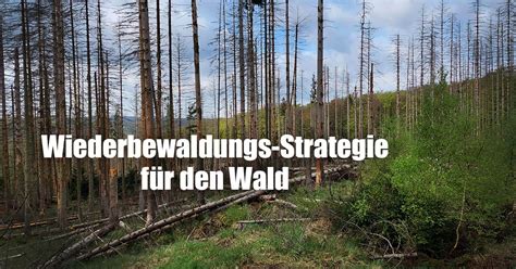 Wiederbewaldungsstrategie für den Zukunftswald Schutz von Klima