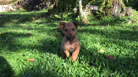 Tourists Rescue Stray Puppy On Side Of Road In Costa Rica - The Dodo