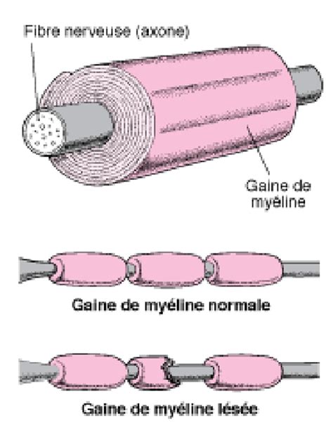 Image Isolation D’une Fibre Nerveuse Manuels Merck Pour Le Grand Public