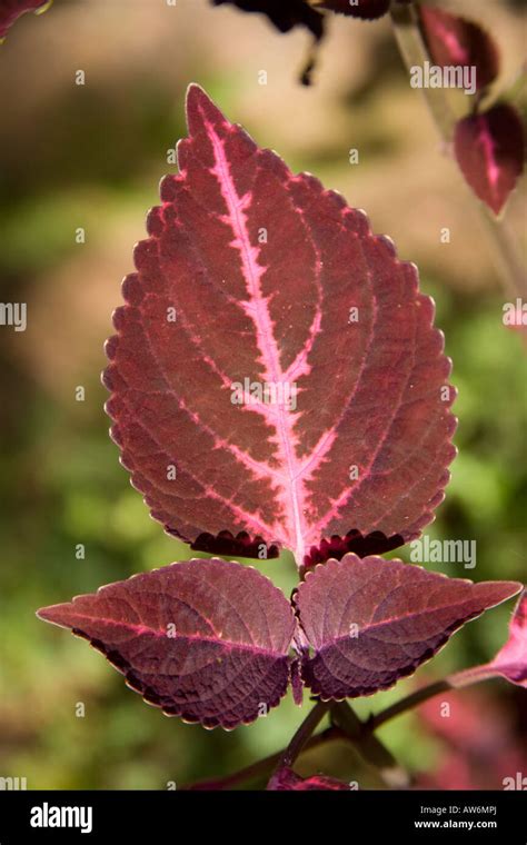 Colourful Leaves Of Plant In A Garden Kerala India Stock Photo Alamy