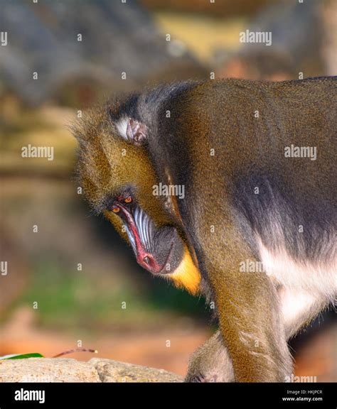 Largest monkey mandrill hi-res stock photography and images - Alamy