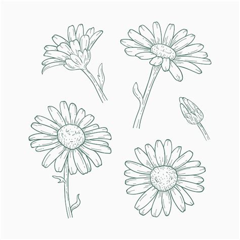 Simple Daisy Drawing