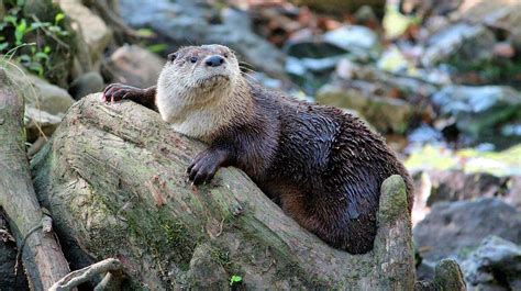 Northern River Otter Photograph by Cynthia Guinn