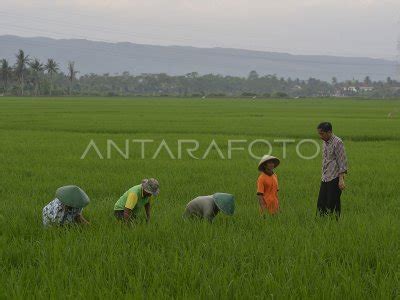 Jokowi Turun Ke Sawah Antara Foto