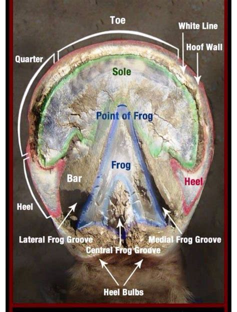 Horse Hoof Anatomy Diagram Hoof Britannica Encyclopædia Cit