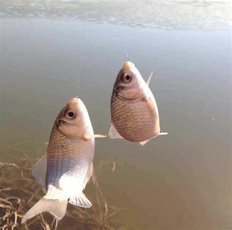 吳說釣魚：如何在風大水流大的河流無漂釣魚？ 每日頭條