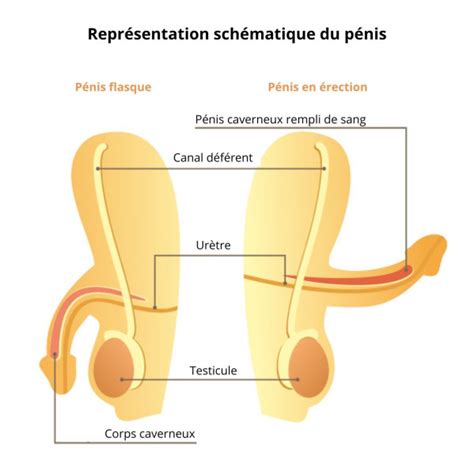 matinale l érection au réveil est elle un indice de bonne