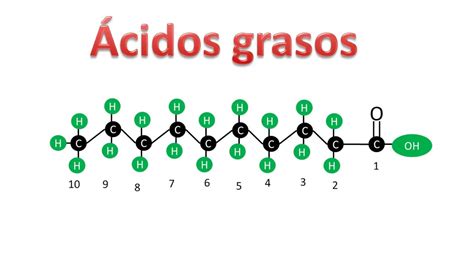 Ácidos Grasos Saturados E Insaturados Bioquímica Youtube