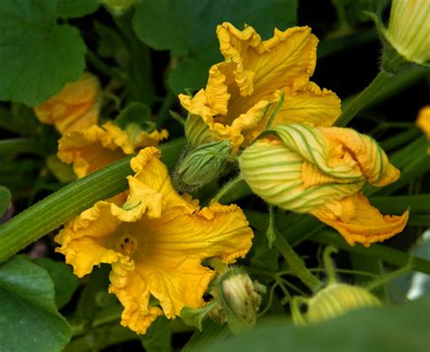 Can Guinea Pigs Eat Pumpkin? (Serving Size, Hazards & More)