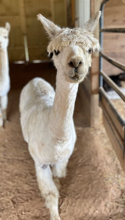 Volunteer - Five Freedoms Farm