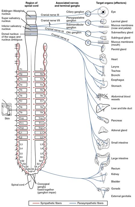 Divisions Of The Autonomic Nervous System Anatomy And Physiology I