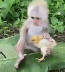 Monkey Kiss Chicken Monkey GIF - Monkey Kiss Chicken Monkey Chicken ...