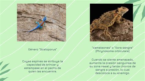 Las Lagartijas En Su Gran Ambiente Natural PPT Descarga Gratuita