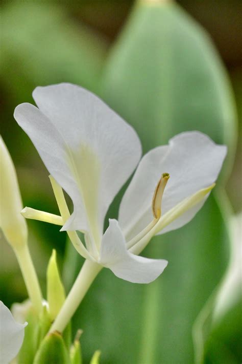 美丽的姜花（中科院武汉植物园）