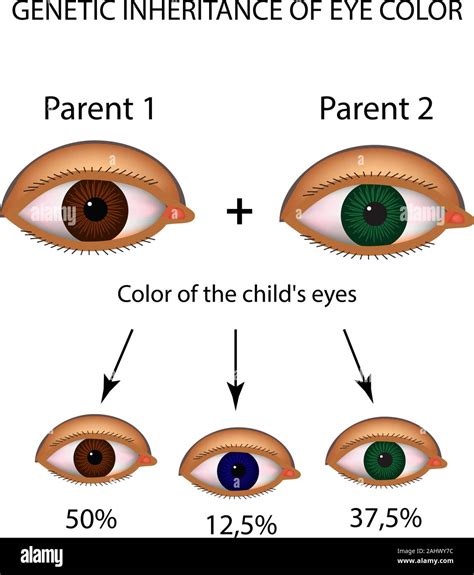 Genetic inheritance of eye color. Brown, blue, green eyes. Infographics ...