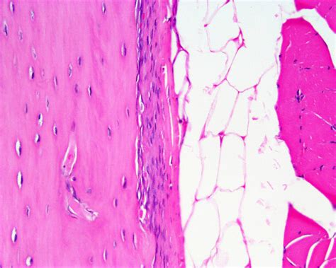 Filebone Histology 021 Embryology