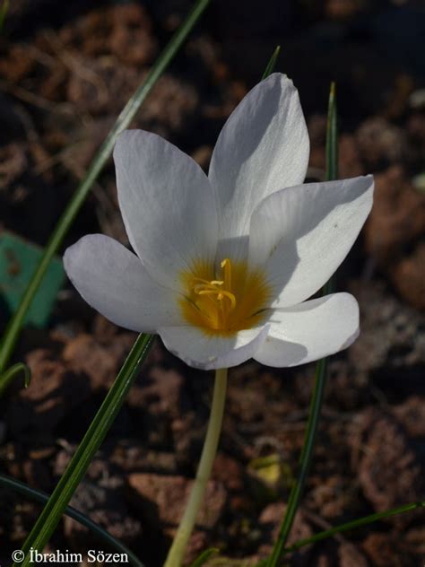 The Country Of Crocuses Crocus Caspius