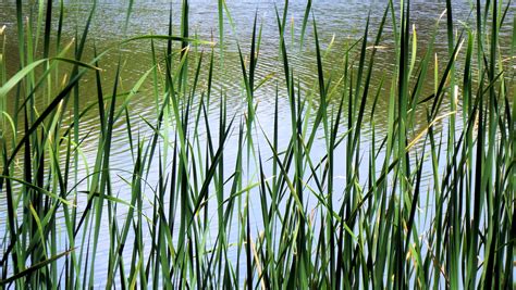 Free Images Landscape Water Nature Outdoor Branch Sky Lawn