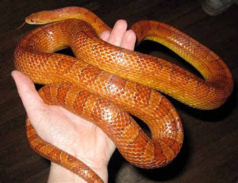 Full Grown Male Corn Snake