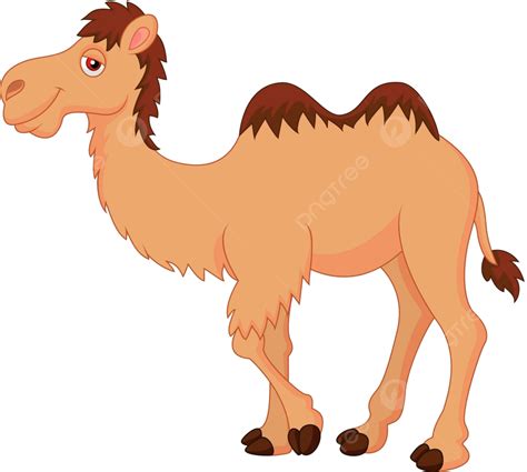 Cute Camel Cartoon White Fun Humor Vector White Fun Humor Png And