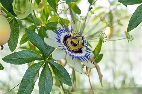 Las Mejores Plantas Trepadoras Resistentes Exterior Huertourbanos