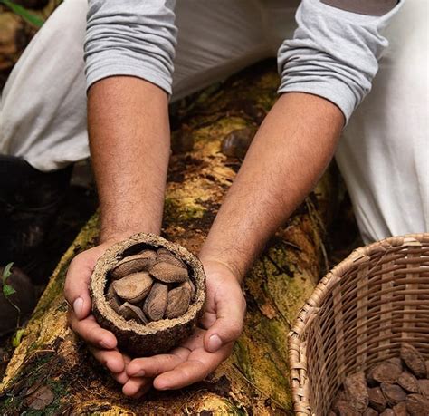 Puxado Pela Castanha Saldo Na Balan A Comercial Ultrapassa Us