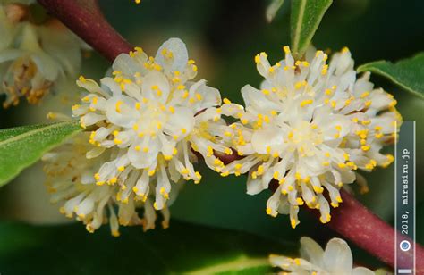 ゲッケイジュってどんな花？咲く季節は？どこに生えてる？徹底解説！ Flowerplant