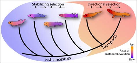 Speedy Evolution: Sustained Fast Rates of Evolution Explain How ...