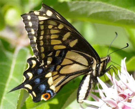 Attract The Anise Swallowtail Butterfly Inot Your Garden