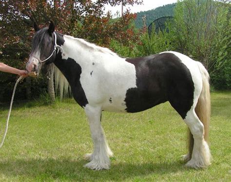 Big Sky Gypsy And Drum Horses Gypsy Vanner Gypsy Horses Gypsy Cob