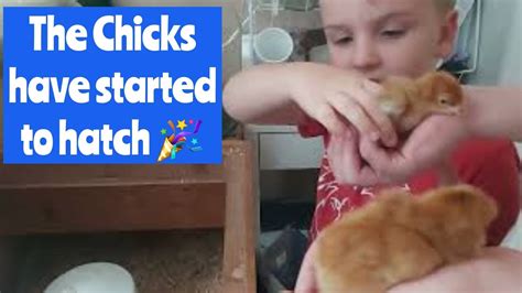 The Chicks Are Starting To Hatch And Sexing 12 Week Old Rhode Island Red Chicks Youtube