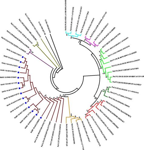 Maximum Likelihood Tree Showing Clustering Of Hiv 1 Subtype C