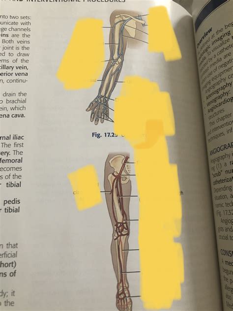 Upper Limb Veins And Lower Limb Arteries Diagram Quizlet