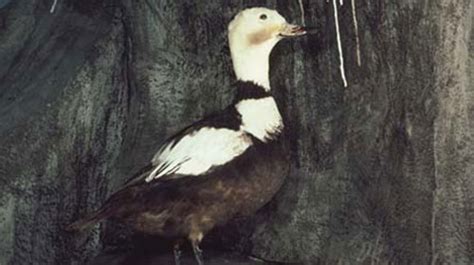 Labrador Duck - Pied Duck - Extinct Species