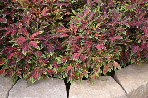 Solenostemon Chili Pepper Coleus From Kings Greenhouse