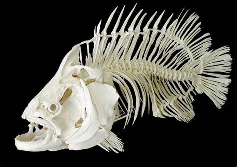 Fish Skeletons | Sport Fishing Mag