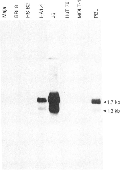 Rna Blot Hybridization Probed With Cd2 Cdna Polya Rnas 5 Aandg From